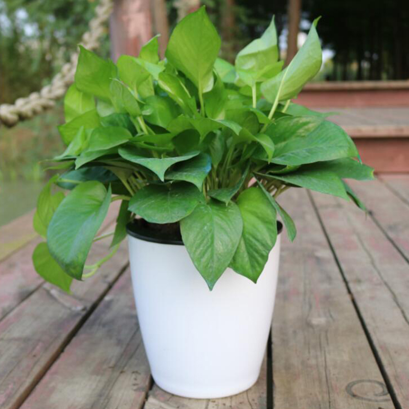 Pot de fleurs automatique Lazy - Gardening Tools Green avis et prix